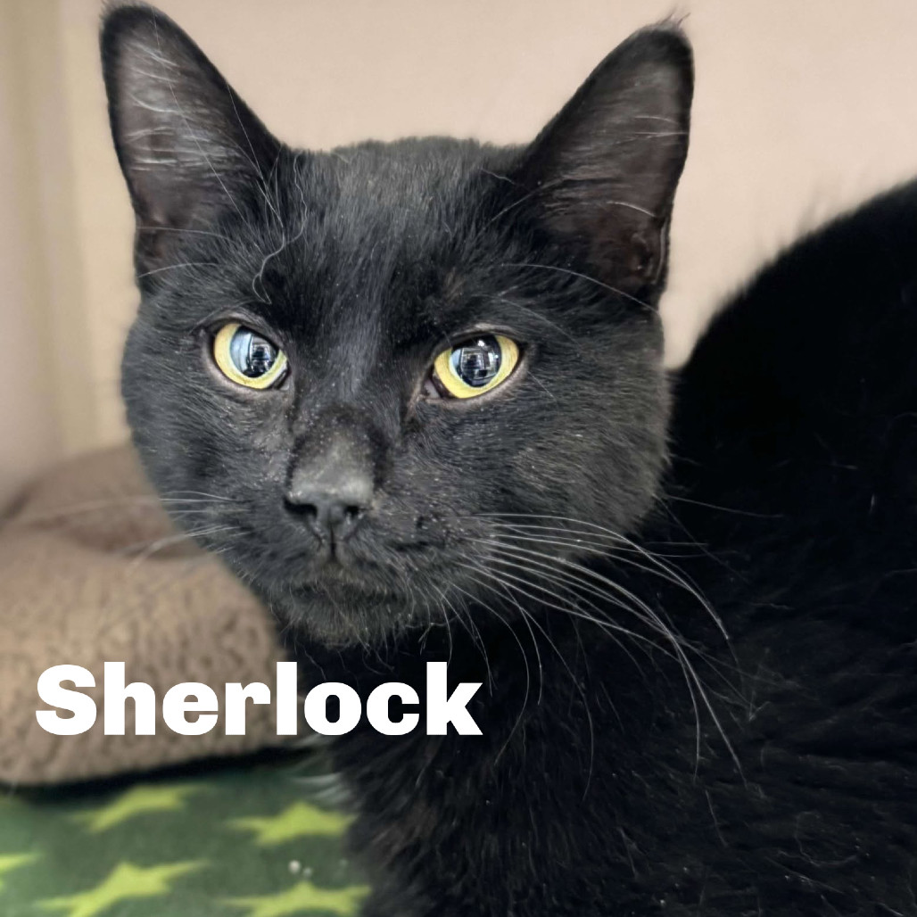 Sherlock 250271