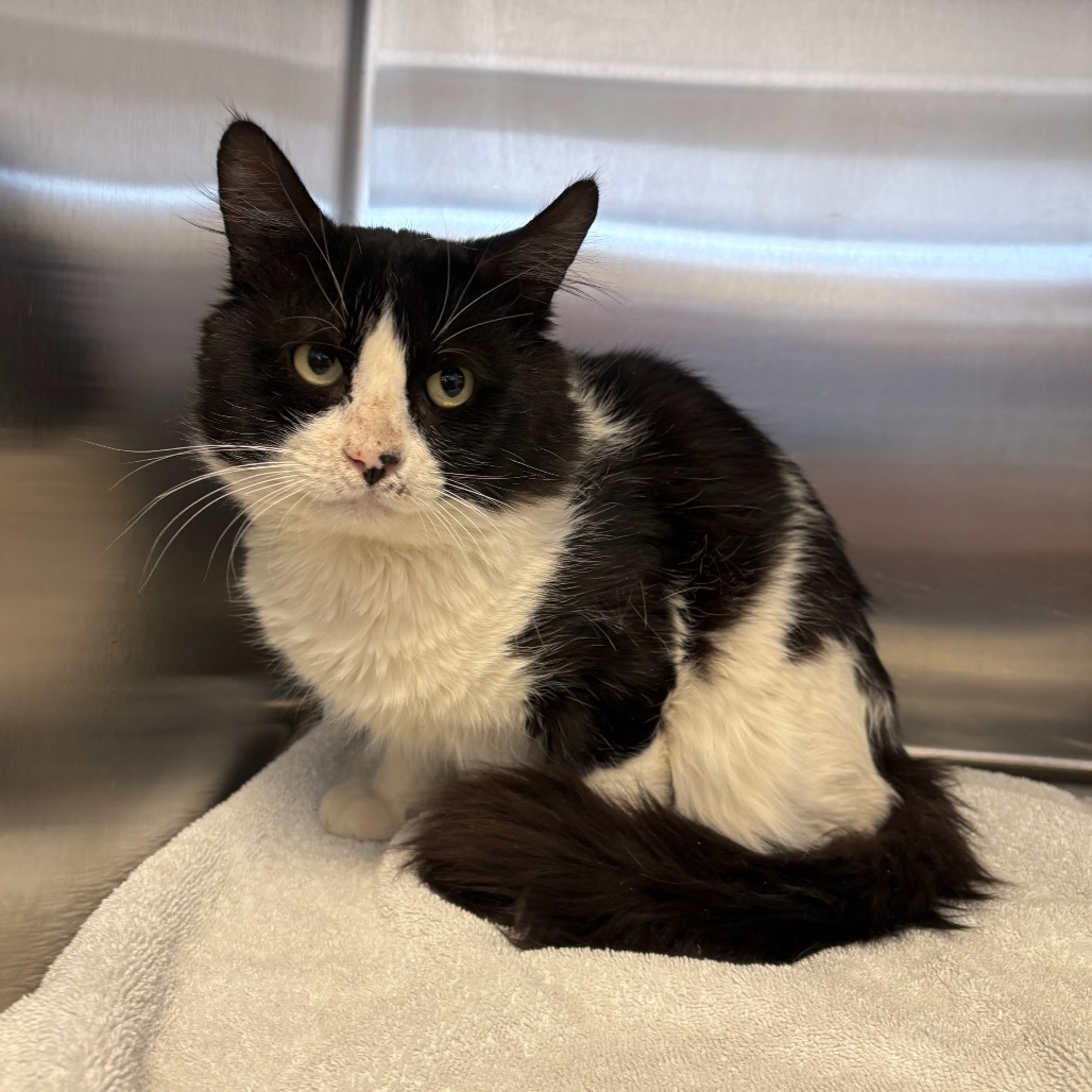 Peluche, an adoptable Domestic Short Hair in Rifle, CO, 81650 | Photo Image 1