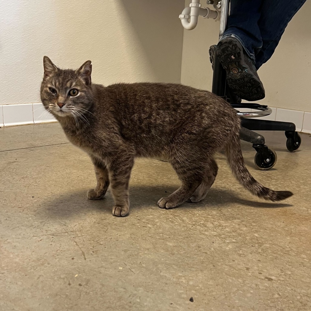 Dr. Doofenshmirtz, an adoptable Domestic Short Hair in Rifle, CO, 81650 | Photo Image 1