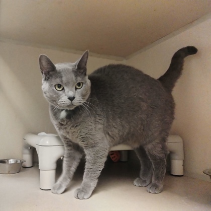 Sheba - I`m at PetSmart Framingham
