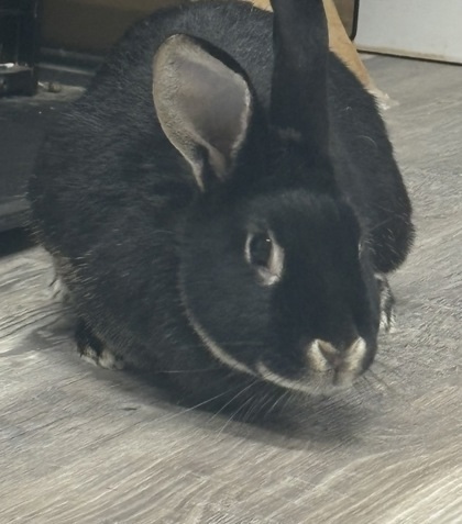 Cotton