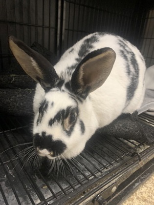 Oreo