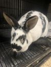 Oreo photo 1