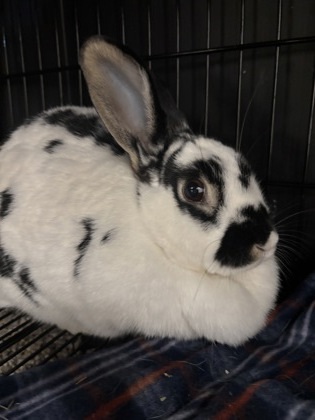 Oreo