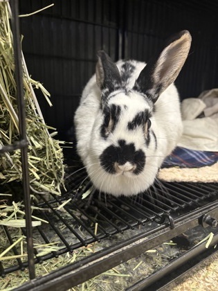 Oreo