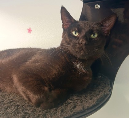 Raven - I`m at PetSmart Framingham