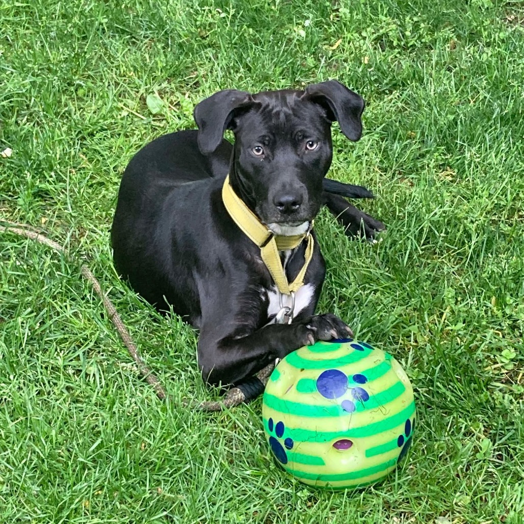 Mona, an adoptable Mixed Breed in Bend, OR, 97702 | Photo Image 1