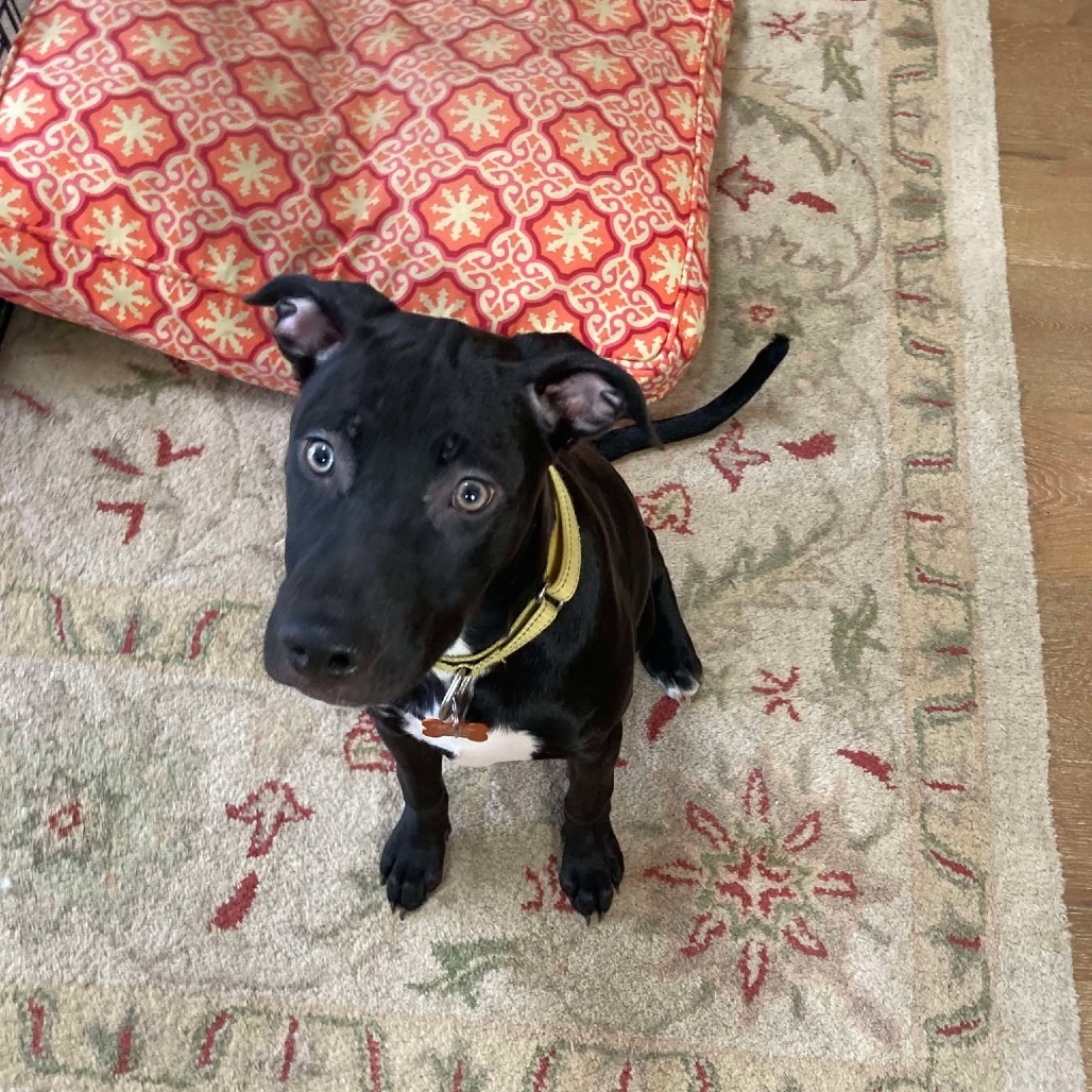 Mona, an adoptable Mixed Breed in Bend, OR, 97702 | Photo Image 3