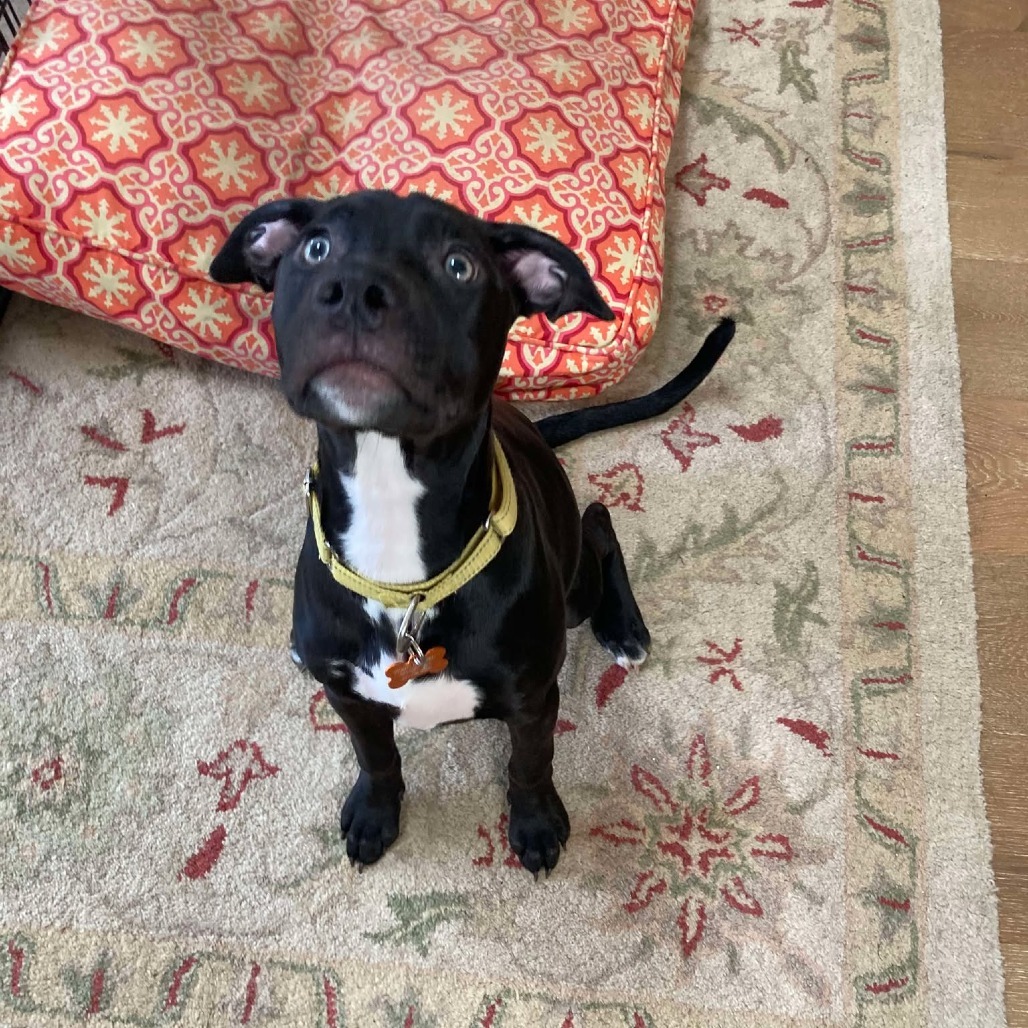 Mona, an adoptable Mixed Breed in Bend, OR, 97702 | Photo Image 4