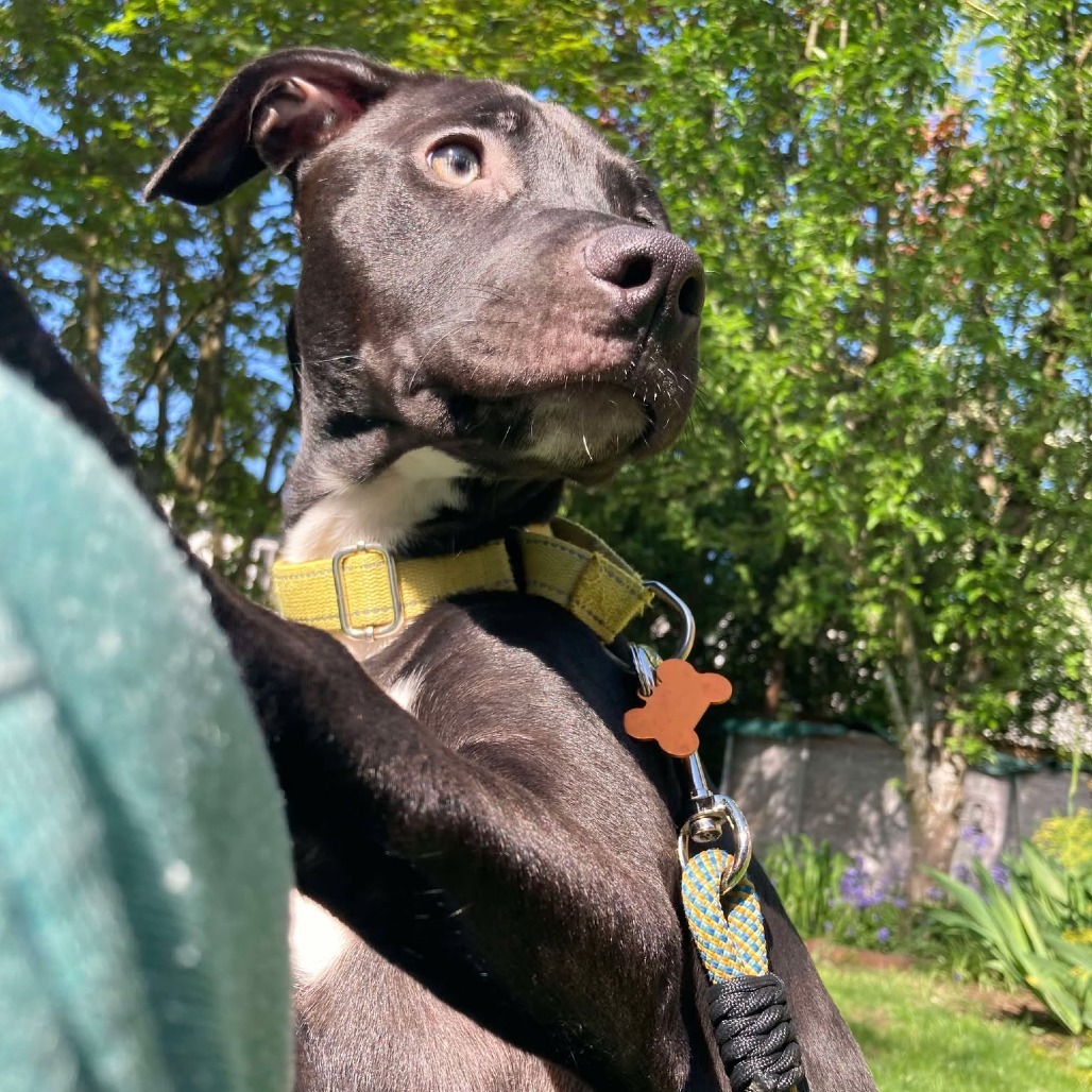 Mona, an adoptable Mixed Breed in Bend, OR, 97702 | Photo Image 6