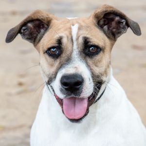 Hi my name is Tweetie My owners did not have time for me so now I am looking for a