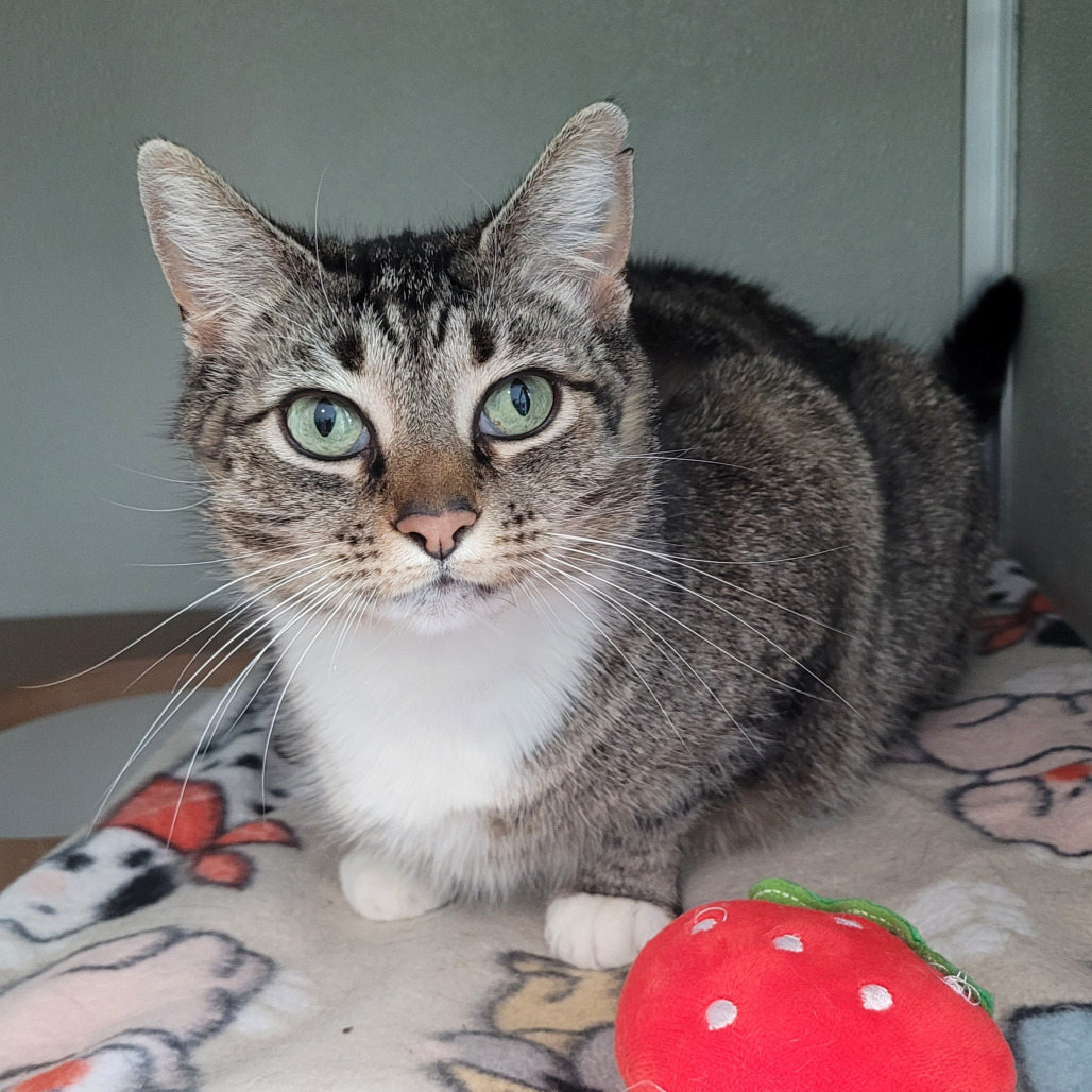 Strawberry