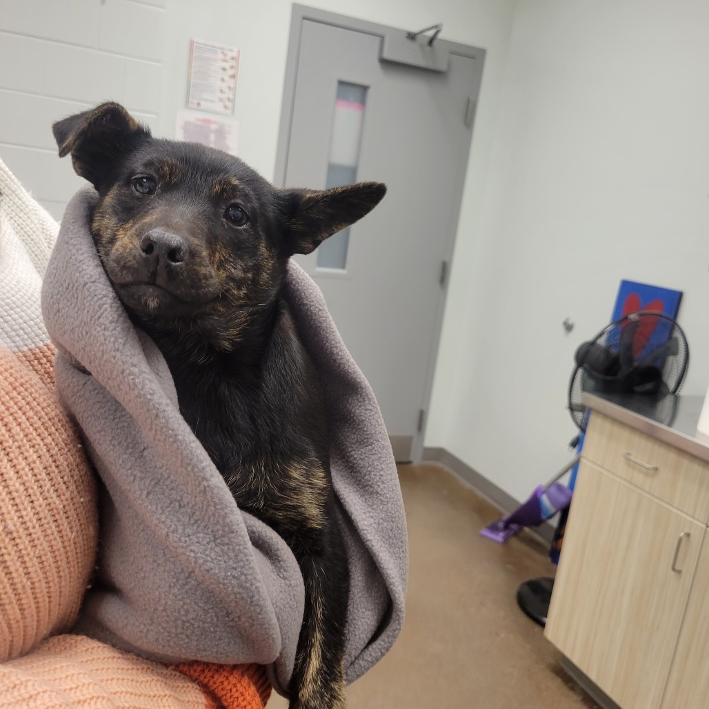 Princess Leia Skybarker