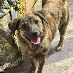 Pepper, Young Female Border Collie