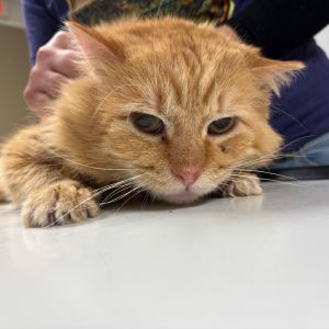 Cowboy, Senior Male Domestic Short Hair