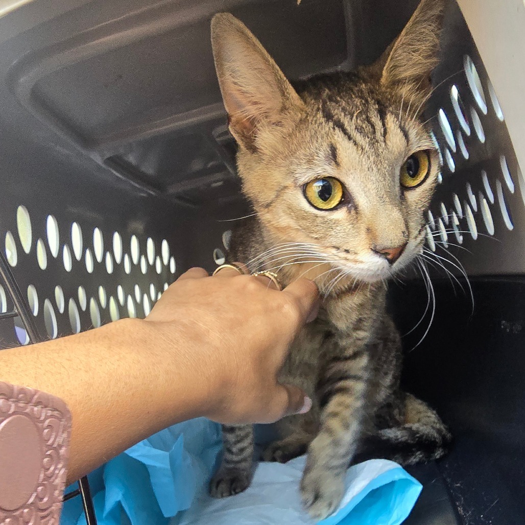 Pedro-197117, an adoptable Domestic Short Hair in Harlingen, TX, 78550 | Photo Image 1