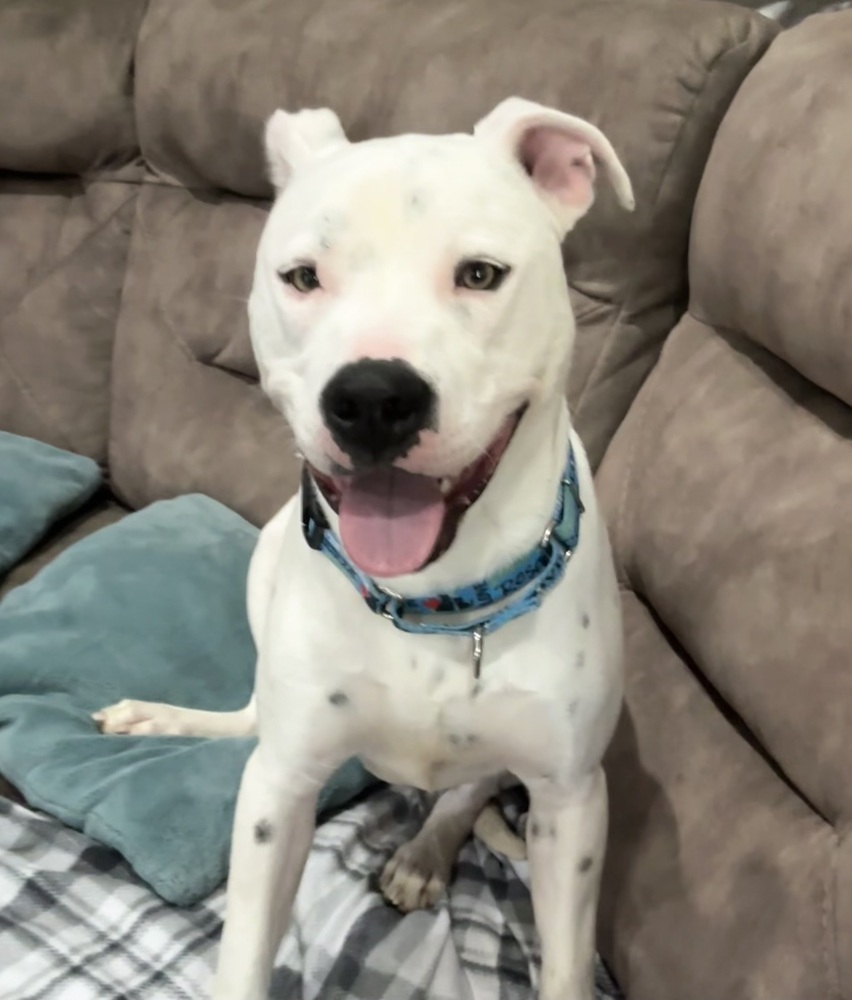 Mac (Fostered in Elkhorn)