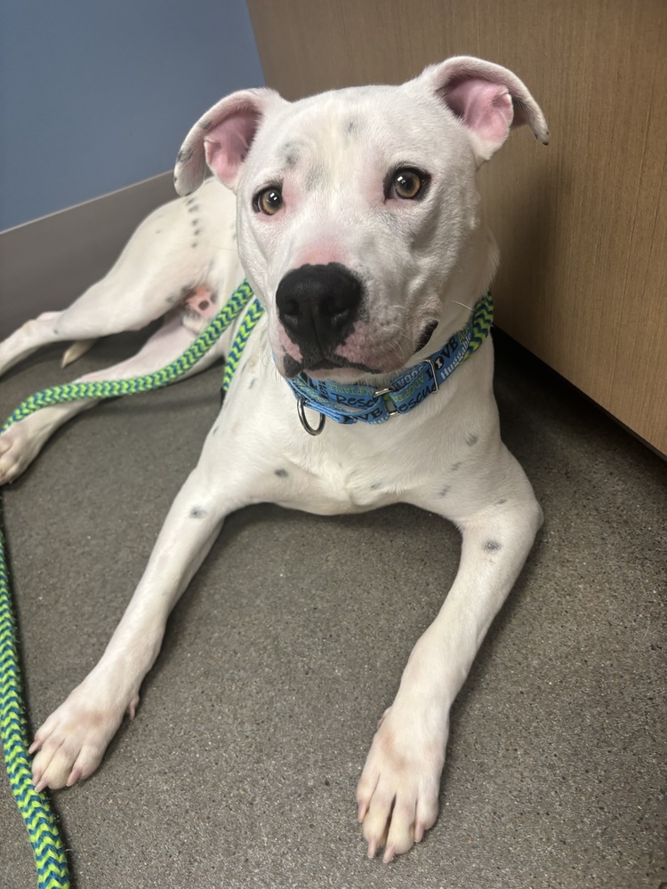 Mac (Fostered in Elkhorn)
