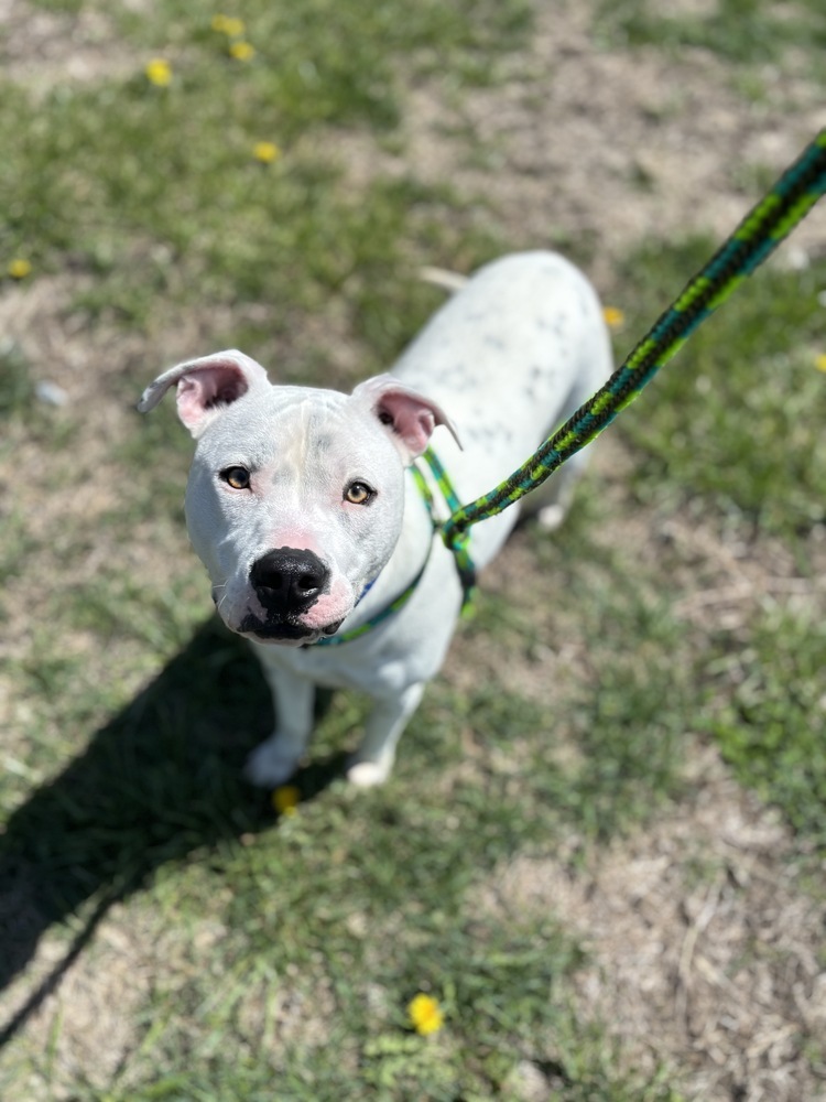 Mac (Fostered in Elkhorn)