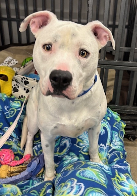 Mac (Fostered in Elkhorn)