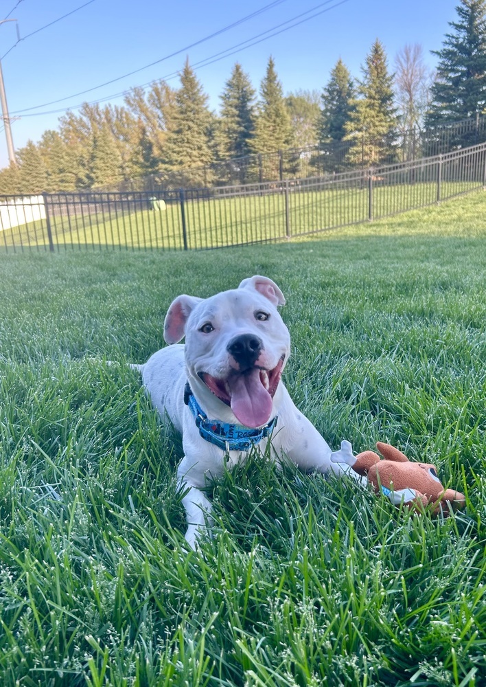 Mac (Fostered in Elkhorn)