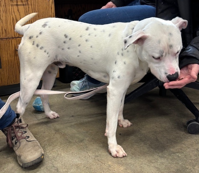 Mac (Fostered in Elkhorn)