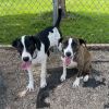 Twyla photo 6