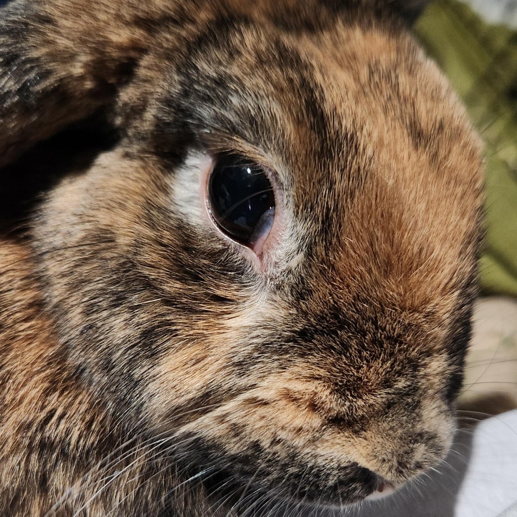 Rosie
