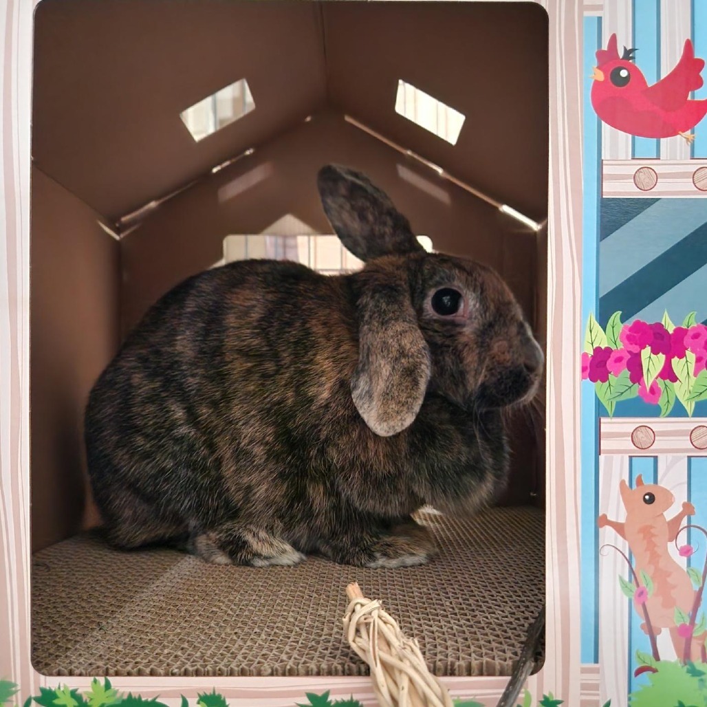 Rosie