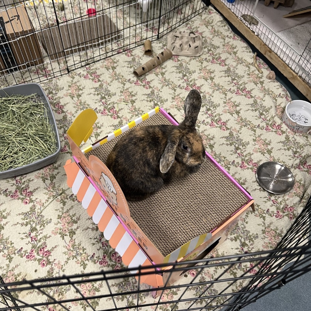 Rosie