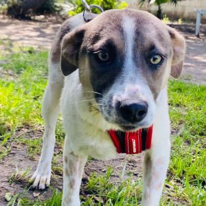 Snickerdoodle, Young Female Cattle Dog