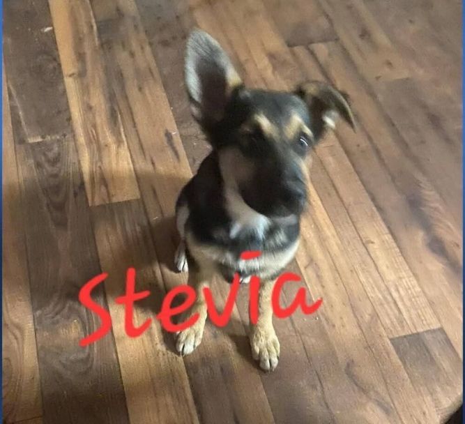 Stevia