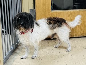 Beau, Adult Male Terrier