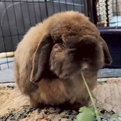 Finn 1