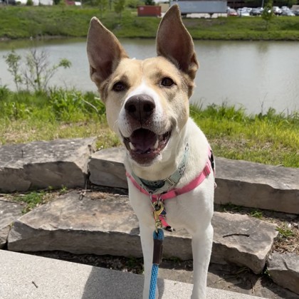 Okami