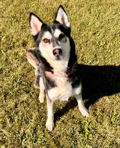 Arlo 2