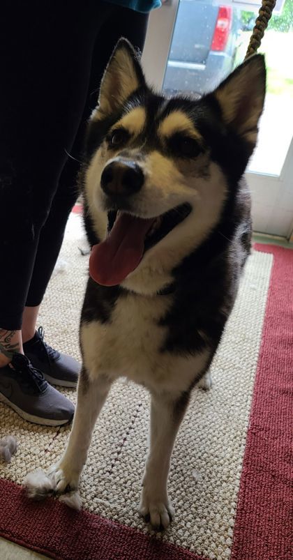 Arlo, an adoptable Siberian Husky, Mixed Breed in Willmar, MN, 56201 | Photo Image 3