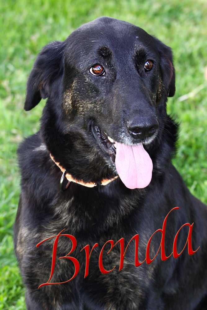 Brenda 1