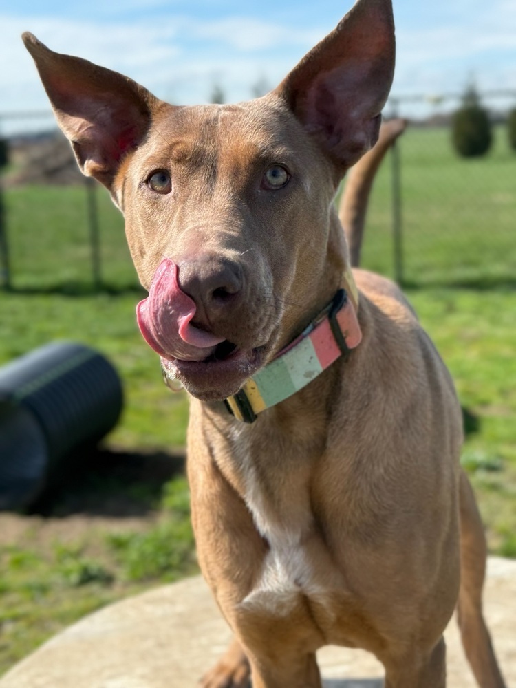 Lulu