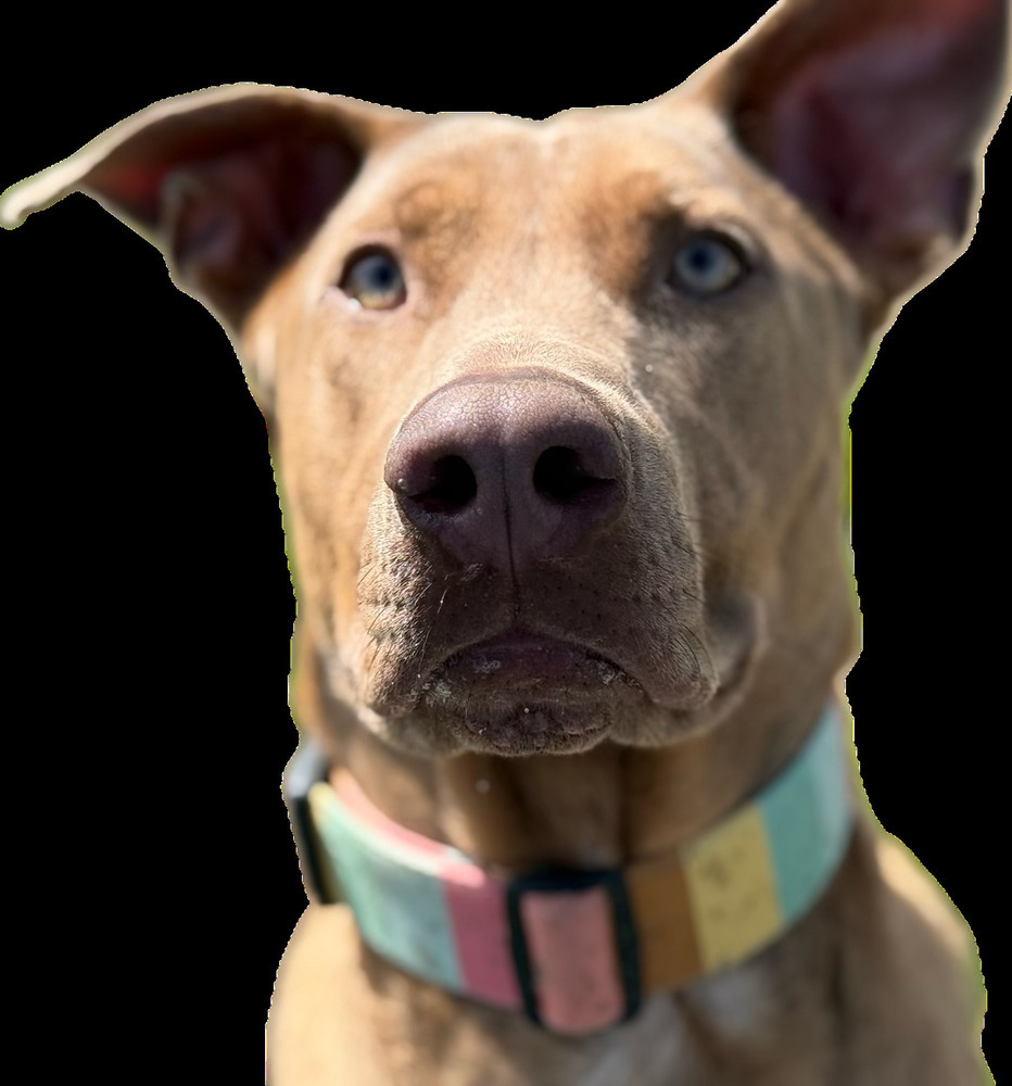 Lulu