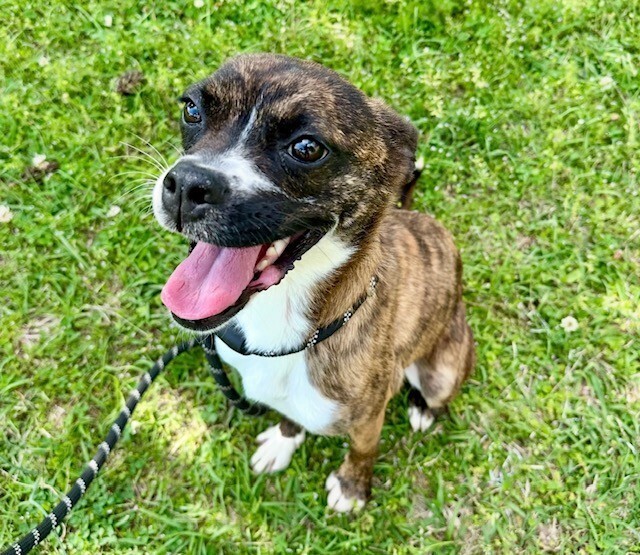 Nova