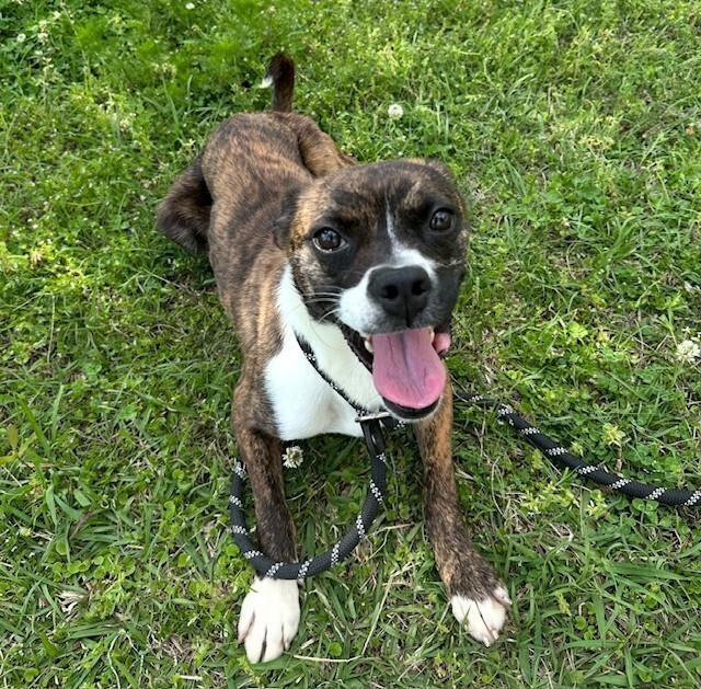 Nova