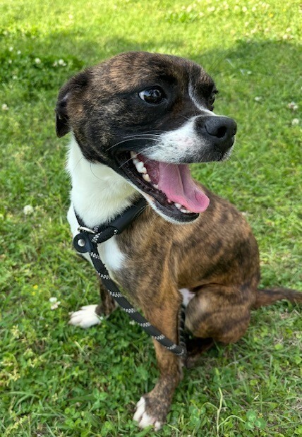 Nova