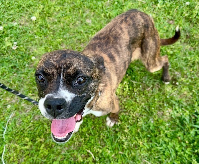 Nova