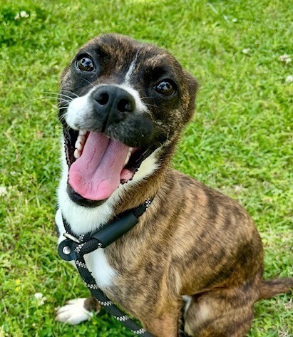 Nova