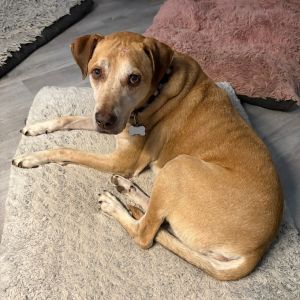 Burt, Senior Male Labrador Retriever