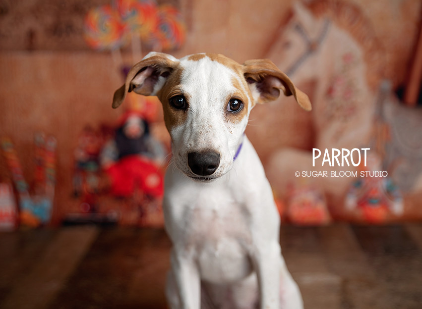Parrot