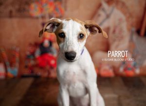 Parrot, Young Female unknown