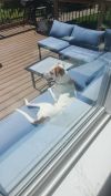 Parrot photo 6