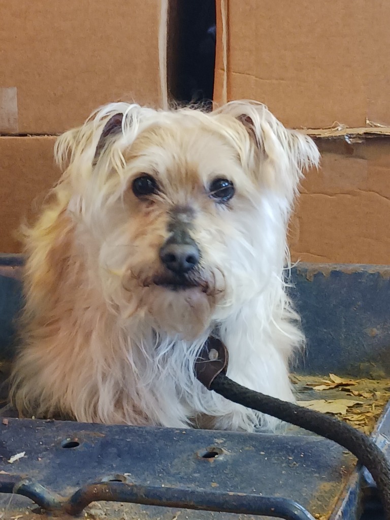 Shaggy